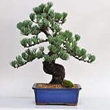 盆栽妙 極上の五葉松 樹高40cm×幅40cm