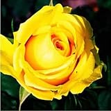 200pcs red Rose Seed Professional Seedling floer Plant/ Vary Colors Selection garden flowers Seeds P