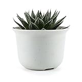 T4U3.5 インチ プラスチック植木鉢 ラウンド 多肉植物 サボテン鉢 フラワーポット プランター容器 白