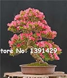 100 Pcs/ bag 22 kinds Azalea Flower Seeds Rhododendron plant, Rare Bonsai DIY Garden Plants, Like Sa