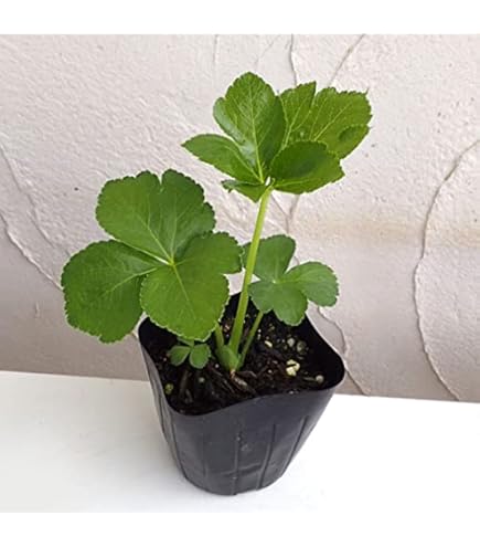 明日葉抜き苗【B】 アシタバ（明日葉）3号ポット2株セット の通販 | 園芸ネット