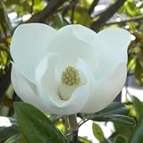 タイサンボク　リトルジェム