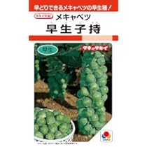 Amazon.co.jp: MASUDA KALE 紫芽キャベツ種 パープルスター