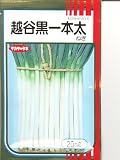 越谷黒一本太ねぎ　サカタのネギ種です