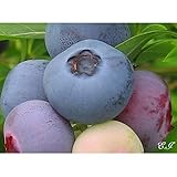 ブルーベリー 苗木 ブリジッタ 苗 2年生 接木苗 【 ノーザンハイブッシュ系 】