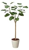 tree-h/観葉植物 造花 光触媒 ウンベラータ　180cm