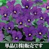 ビオラ ビビ サファイアウイズブロッチ 10.5cmサイズ大ポット 1ポット パンジー ビオラ すみれ 苗 寄せ植え