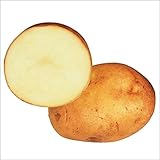 国華園　秋植えジャガイモ 農林1号 1kg【※発送が国華園からの場合のみ正規品です】