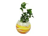 花市場直送便 アイビー(カラーサンド植え) バブルボール10cm 黄色/オレンジ