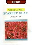 【種子】フラックス レッド　ハーブ　藤田種子