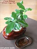 精霊の宿る木★ガジュマル / ブラウンエッグポット / Ficus Retusa / Brown Egg Pot / インテリア観葉植物 / 鉢植え