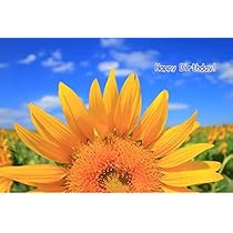 Amazon | 【限定誕生日ポストカード】「Happy Birthday 」向日葵
