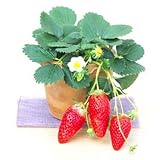 イチゴ：あきひめ（章姫）3号ポット3株セット[大実いちご　細長いのが特長]