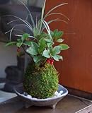 縁起のいい植物として知られるヤブコウジを苔玉に【ヤブコウジ（十両）と斑入り竜のひげ苔玉・三つ足灰器セット】 (敷石の色（白）)