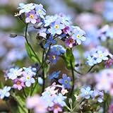 宿根青花忘れな草