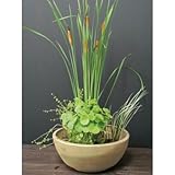 ビオトープセットD 水生植物 鉢付き(薄茶色) 植木 苗 セット商品