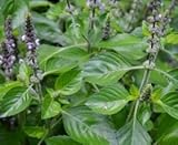 ホーリーバジル 100粒