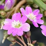 レウイシア・ピグマエア