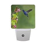naanle Hummingbird Feeding On Tropical Flower in Fuzzyグリーン背景自動センサーLED Dusk to Dawnナイトライトプラグinインドアfor