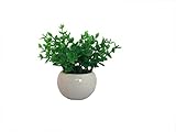 Swity Home ミニグリーン ユーカリ 観葉植物　 光触媒 まあるいポット 卓上観葉植物　 [並行輸入品]