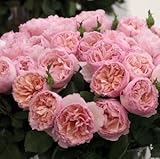 バラ苗 プリンセスシャルレーヌドゥモナコ 国産大苗6号スリット鉢 ハイブリッドティー (HT) 四季咲き大輪 アンティークタイプ ピンク系