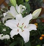 オリエンタルユリ　プレミアムブロンド　１球入