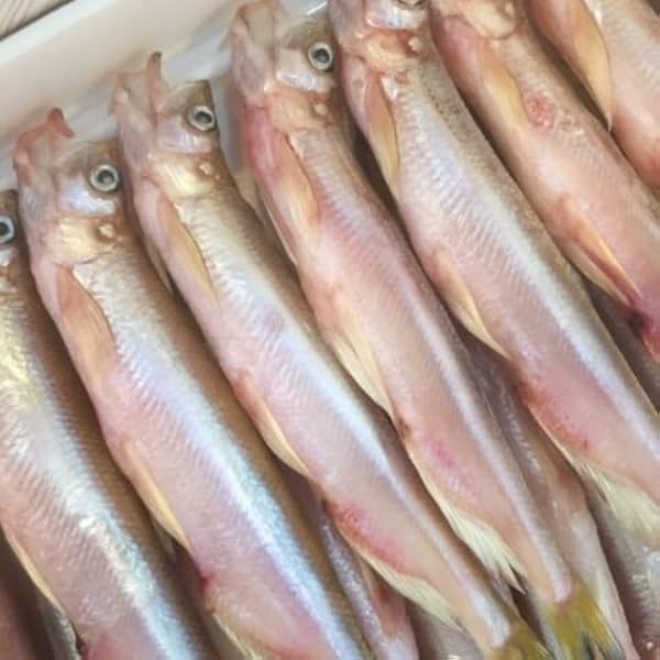 ししゃももページ 300x300.jpg