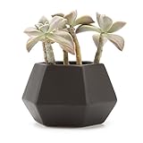 T4U 10CM 陶器ミニ植木鉢 スプライス六角形 マット表面 多肉植物 サボテン鉢 フラワーポット プランター容器 黒