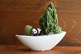 サボテン/カクタス寄植えサファリ（子供パンダ）器カラー：ホワイト