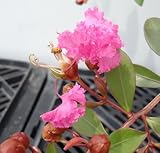 ☆【這性サルスベリ サマー＆サマー　ピンク】6号鉢成長もの