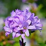 カンパニュラ　（ ベルフラワー ） キャロライン 6号ポット大苗 宿根草 苗 多年草 耐寒性