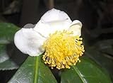 Camellia sinensis - tea plant - 5 seeds