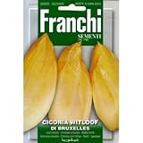 [ 西洋野菜 種 ] チコリ ブリュッセル