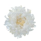 フロールエバー プリザーブドフラワー フレッシュルックアスター (6輪入り) #パールホワイト FL000440-001