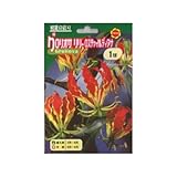 春植え球根 グロリオサリリー ロスチャイルディアナ (赤に黄色) (532656)