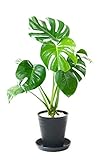 【セラアート鉢】選べる観葉植物 6号鉢 (モンステラ, ブラック)