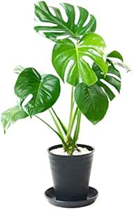 Amazon Co Jp セラアート鉢 選べる観葉植物 6号鉢 ヒメモンステラ ブラック Diy 工具 ガーデン