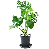 観葉植物 本物 選べる観葉植物 6号鉢 (モンステラ, ブラック) 【セラアート鉢】