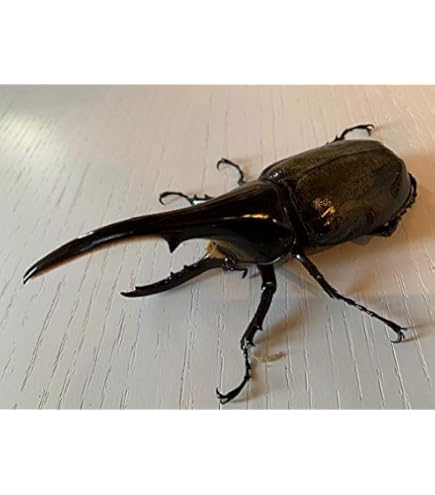 Amazon.co.jp: ムシキング ヘラクレスオオカブト ネブ博士サイン入り 