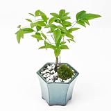 盆栽妙 ミニ南天寸景 六角鉢 ミニ盆栽 鉢植え 観葉植物 プレゼント 敬老の日