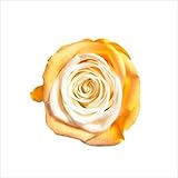 アイネスローズシスターマキアージュ イエロー/オレンジ 1箱(８輪) RO-642-95