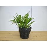 【20ポットセット】 斑入りギボウシ 10.5cmポット （斑入り） ぎぼうし 苗木 植木 苗 庭木 生け垣