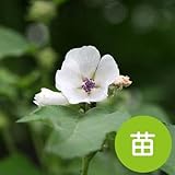 マーシュ マロウ 【苗】 ９ ｃｍ ポット ＜当店は 苗 種 鉢 培養土 ニーム の専門店＞