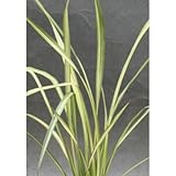 ニューサイラン・アプリコットクイーン 観賞用 観葉植物 庭植え 花壇 鉢植え