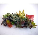 多肉植物切り芽（カット芽）10芽入りパッケージ3パックセット