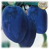 大実ハスカップ（ハニーベリー）4.5号ポット[生育が強健で実なりもよい大実品種][苗木]