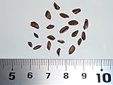 マイヤートウヒ 種子20粒 Meyer's spruce 20 seeds