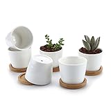 T4U 6.5CM 陶器鉢 白 ラウンド シンプルデザイン 植木鉢 多肉植物 サボテン鉢 花鉢 容器 プランター 6個入り
