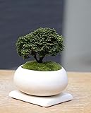 壮大な景色をお楽しみください【連山檜（れんざんひのき）の盆栽（白陶器鉢）・下皿セット】