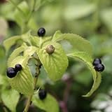 ハナイカダ　メス